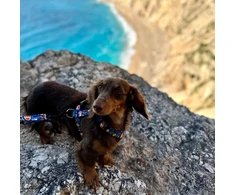Dingo Pavadėlis Guard City Greece L 3,0x55-100cm (95346)