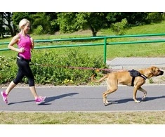 Dingo virvė iš juostos su amortizatoriumi ir rankena 170 cm - 14695
