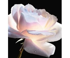 Christian Dior Prestige La Micro-Huile De Rose atkuriamasis veido serumas, 75 ml