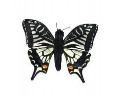 Dubi Plusz Motyl pa królowej 30cm 34748