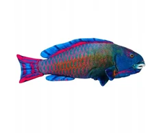 Dubi Plusz Ryba morska mėlyna 50cm 34632