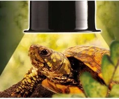 Exo Terra EXOTERRA – mažasis roplių kupolas, Ø15 cm, maks. 75 W – (220,7076)