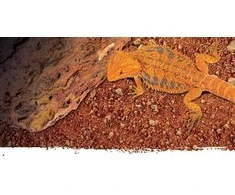 Exo Terra Stone Desert substratas, raudona dykuma, 10kg