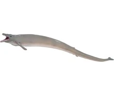 Collecta žuvis Basilosaurus XL, 88797