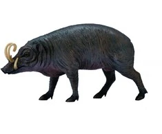 Collecta Figūrėlė - Babirusa