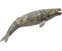 COLLECTA pilkasis banginis, 88836