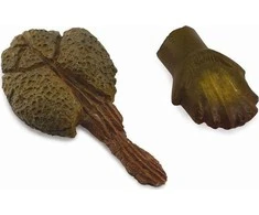 Collecta MAITINIMO IR OGON ANKYLOZAURA - Kolekcija - 89287