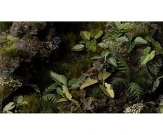 Gamers Grass : Lazeriniai augalai – Dramblio ausis – Kolokazija