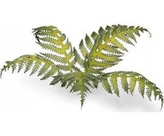 Gamers Grass : Lazeriniai augalai - Bracken - Papartis