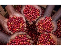 Hayb Kavos pupelės RWANDA MUHABURA FUNKY ANAEROBIC ESPRESSO 400g