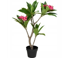 Kaemingk Dirbtinis vazoninis frangipani medis, 50 x 90 cm