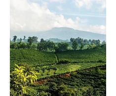 Kavos pupelės Ingagi Coffee be kofeino Colombia Excelso Swiss Vanduo 250g