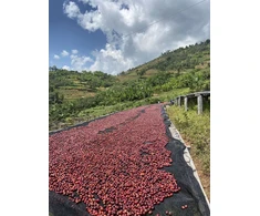 Kavos pupelės Muhabura Kavos pupelės RWANDA MUHABURA NATURAL ESPRESSO 1kg