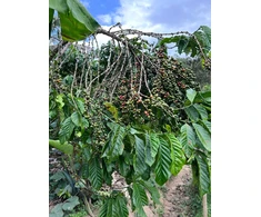 Kavos pupelės Muhabura Kavos pupelės RWANDA MUHABURA ROYAL ROBUSTA OMNIROAST 1kg