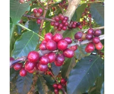Kavos pupelės Świeżo Palona Kavos pupelės Brazil Cerrado Espresso 250g