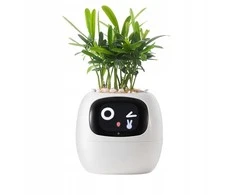 Kwiatydonice PlantsIO IVY Balta