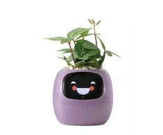Kwiatydonice PlantsIO gebenė violetinė