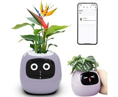 Kwiatydonice PlantsIO gebenė violetinė