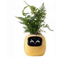 Kwiatydonice PlantsIO gebenė geltona