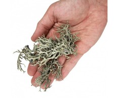 Lolo Pets Classic WIO Bits Kerpės, dekoratyvinis augalas, terariumui, kompaktiškas, 0,5kg, maišas