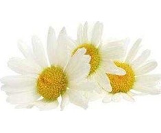 Nikel NIKEL, Kremas nuo spalvos pokyčių su Daisy, 50ml