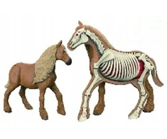 Norimpex *****Model anatomiczny zwierzęta 2002265 22657