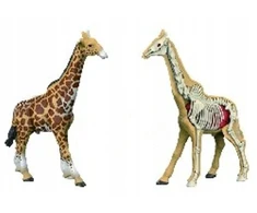 Norimpex *****Model anatomiczny zwierzęta 2002264 22640