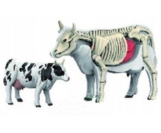 Norimpex *****Anatominiai gyvūnų modeliai 2002266 22664