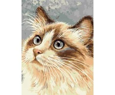 Norimpex Paveikslas skaičiais - 30x40cm Katė