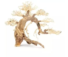 Norimpex Skęstantis bonsai medelis Nr. 13 50x40