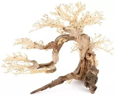 Norimpex Skęstantis bonsai medelis Nr. 63 60x40