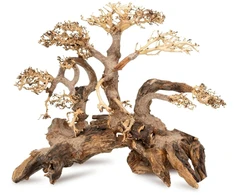 Norimpex Skęstantis medis Bonsai Nr. 59 50x40