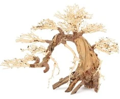 Norimpex Skęstantis bonsai medelis Nr. 13 70x50