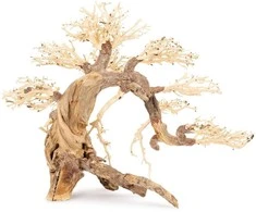 Norimpex Skęstantis bonsai medelis Nr. 13 70x50