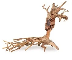 Norimpex Skęstantis bonsai medelis Nr. 14 40x30