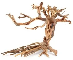 Norimpex Skęstantis bonsai medelis Nr. 14 40x30