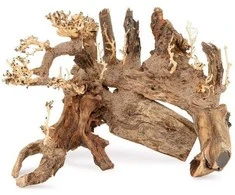 Norimpex Skęstantis bonsai medelis Nr. 50 45x30