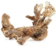 Norimpex Skęstantis bonsai medelis Nr. 50 45x30