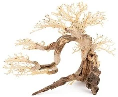 Norimpex Skęstantis bonsai medelis Nr. 63 80x50