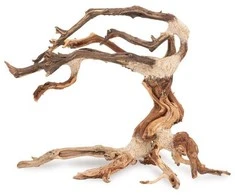 Norimpex Skęstantis bonsai medelis Nr. 24 30x25