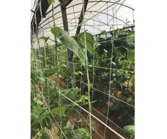 Nortene Tinklas augalams kompostuotas 2X5M