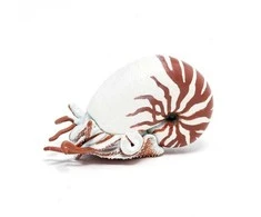 Papo Nautilus kriauklė