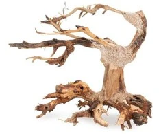 Prism Skęstantis bonsai medelis Nr. 24 20x15