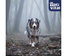 OptiVital skardinė - sultingi suagusiems šunims gabaliukai su jautiena ir žvėriena padaže 1250g