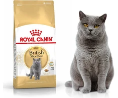 Royal Canin British Shorthair sausas maistas suaugusioms britų trumpaplaukėms katėms 2kg