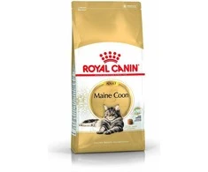 FBN Cat Maine Coon 4kg