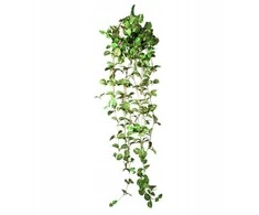 Terra Natura Terariumo dekoracijos kabantis augalas vidutinio dydžio 22 * 8 * 62 cm