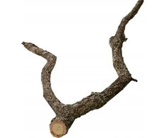 Terra Natura Kamštinio ąžuolo šakelė, 30 cm, S