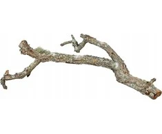 Terra Natura Kamštinio ąžuolo šakelė, 60 cm, XL