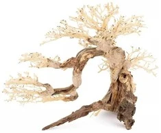 Terra Natura Skęstantis bonsai medelis Nr. 63 75x45